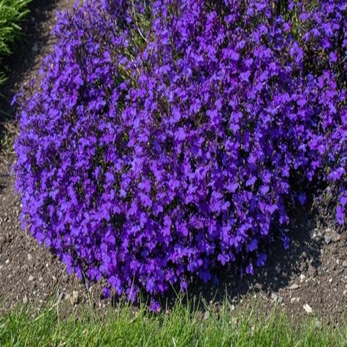 200 CRYSTAL PALACE Purple BLUE LOBELIA REGATTA Erinus Flower Seeds *Comb S/H