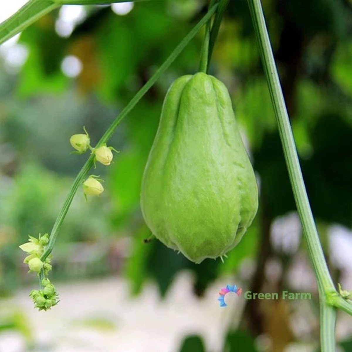 30 Seeds Chayote Mexican Cucumber Christophine Mirliton Gisquil Edible Plants
