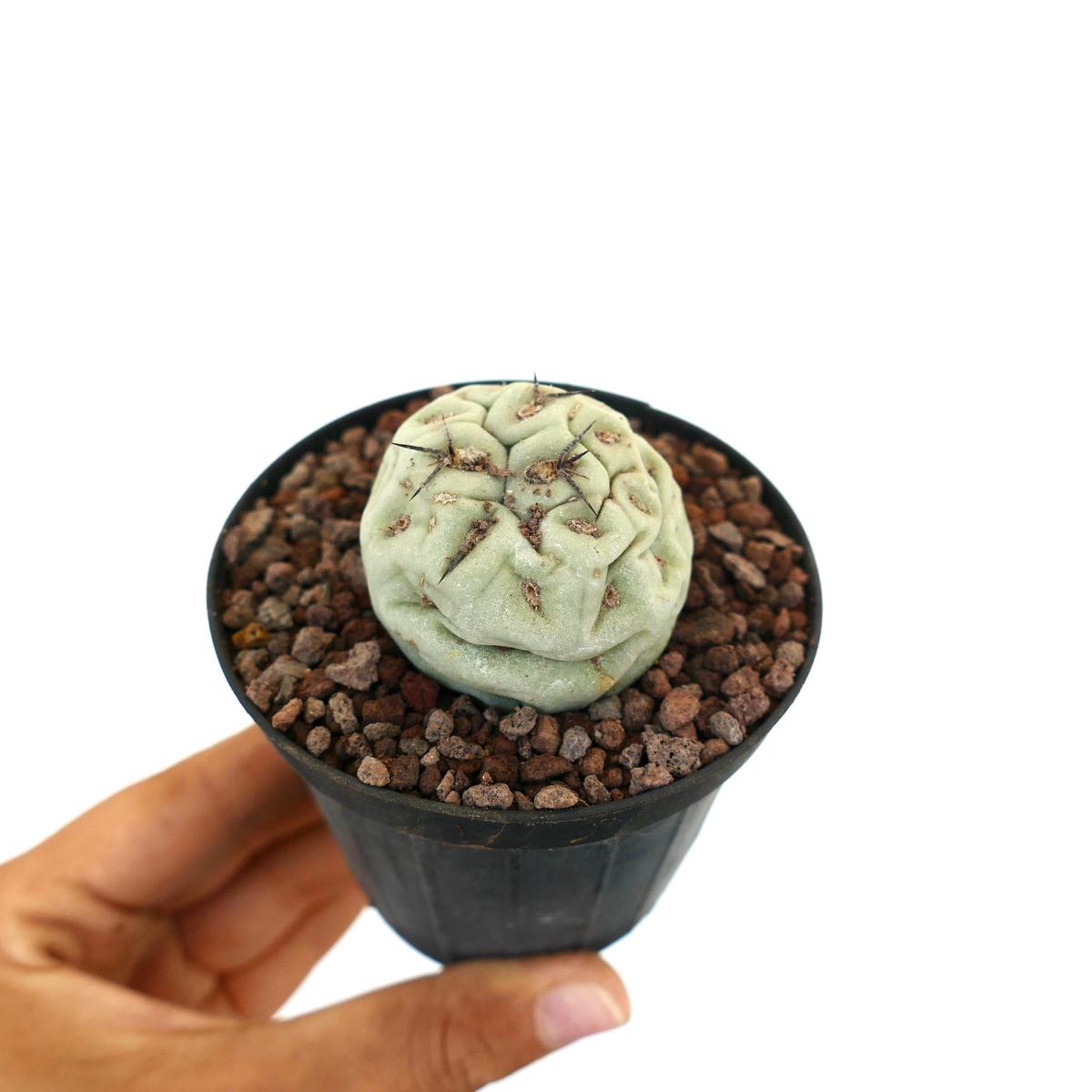 Tephrocactus geometricus ONE BALL WITH BLACK SPINES 4B