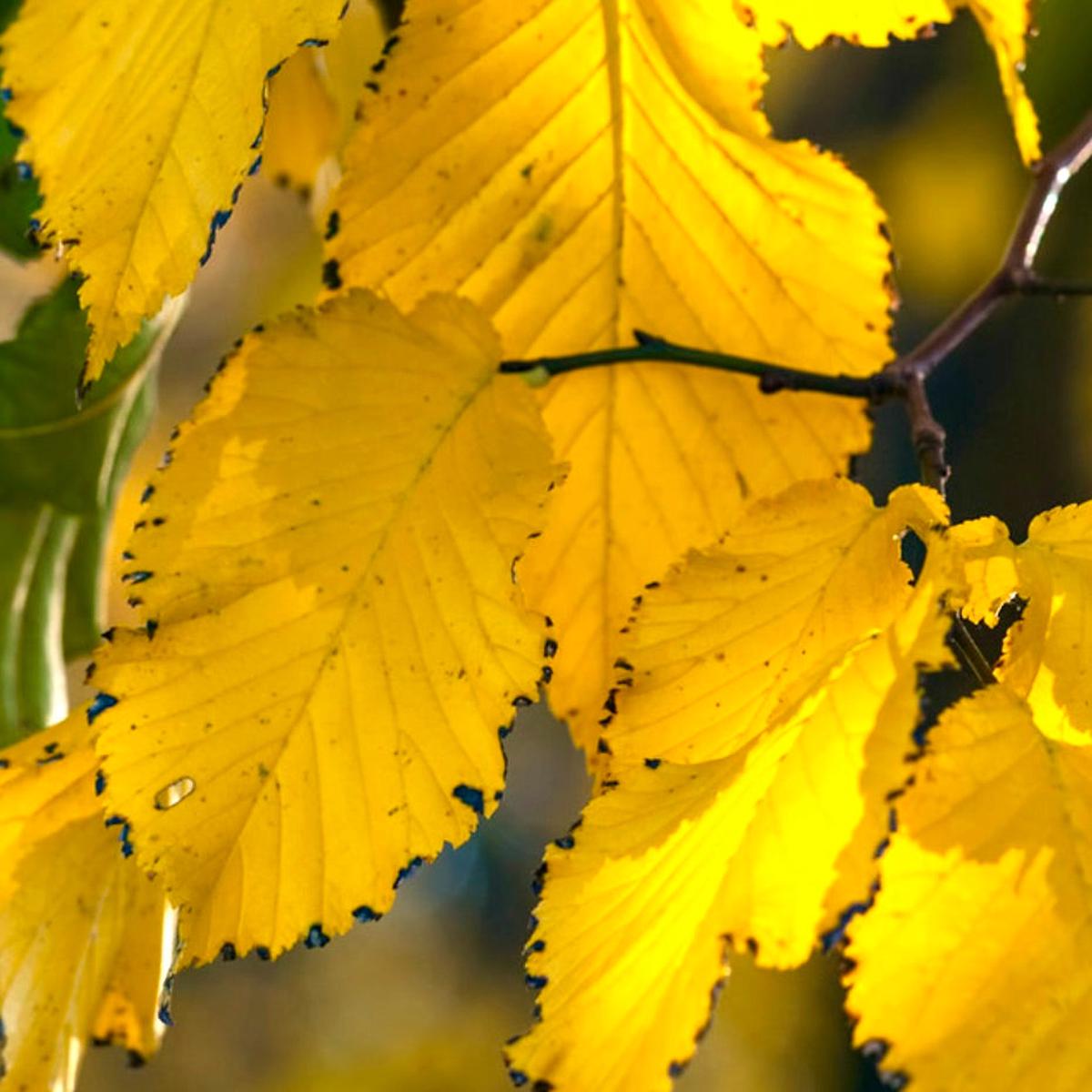 Tilia tomentosa