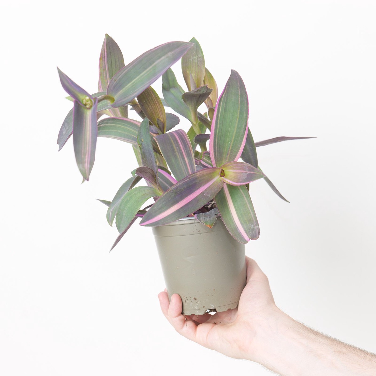 Tradescantia pallida 'Pink Stripe'