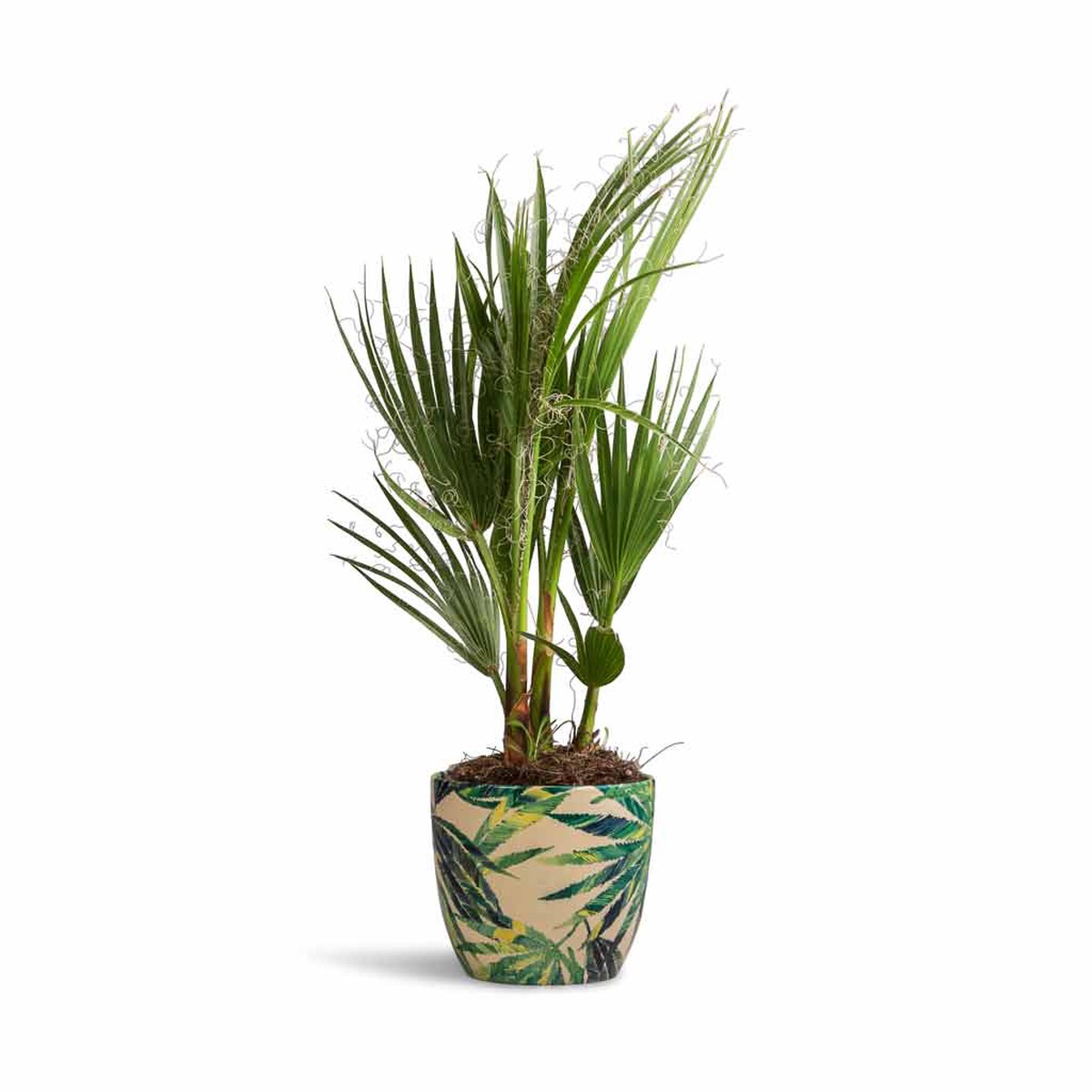 Washingtonia robusta - Mexican Fan Palm