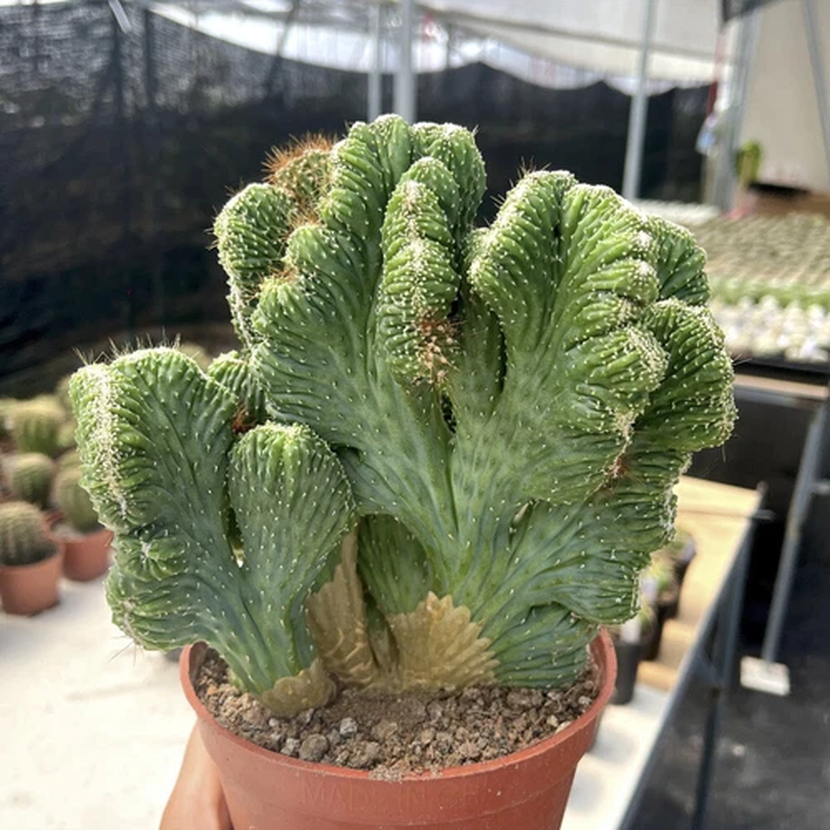 12CM Succulent Cactus Plant Euphorbia Neriifolia Cristata Cactaceae Beautiful