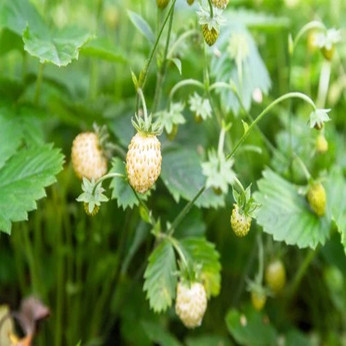 20 ' PINEAPPLE CRUSH ' STRAWBERRY Everbearing Fragaria Vesca Alpine White Yellow