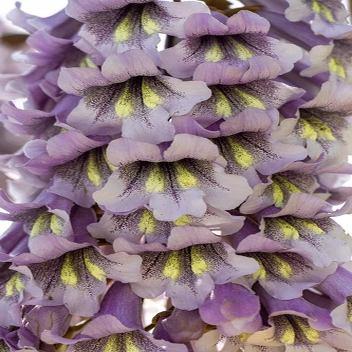 400 ROYAL PAULOWNIA EMPRESS TREE Tomentosa Flower Seeds  Seeds *Flat S/H