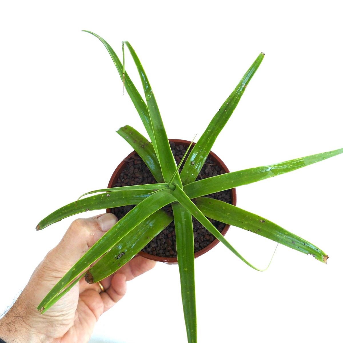 Agave bracteosa SELECTED 693