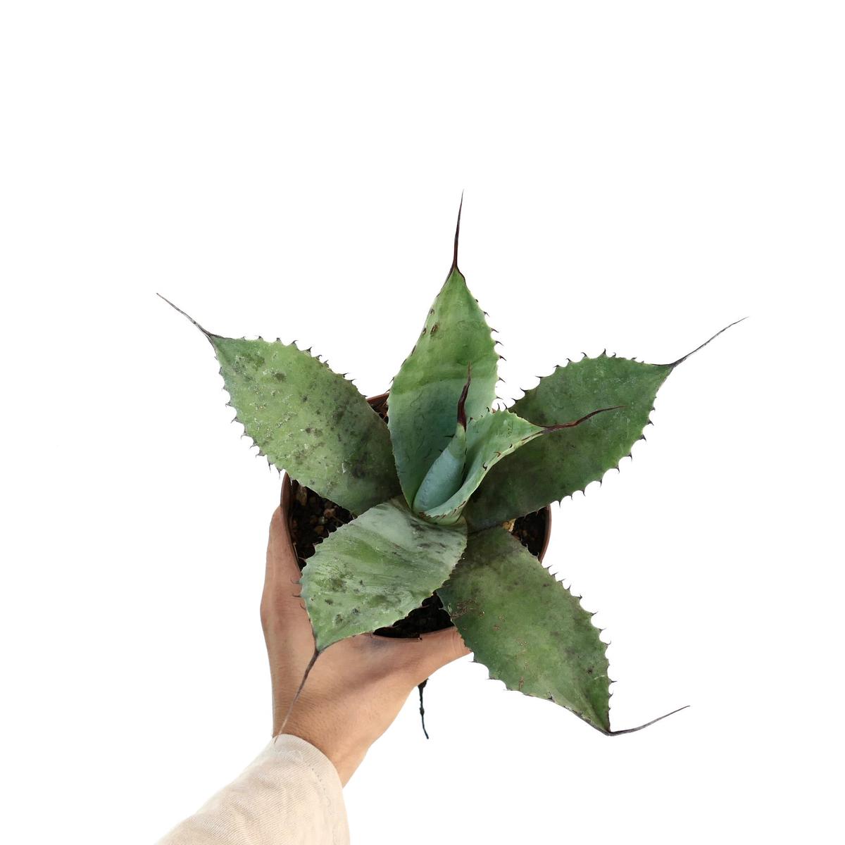 Agave celsii X eborispina