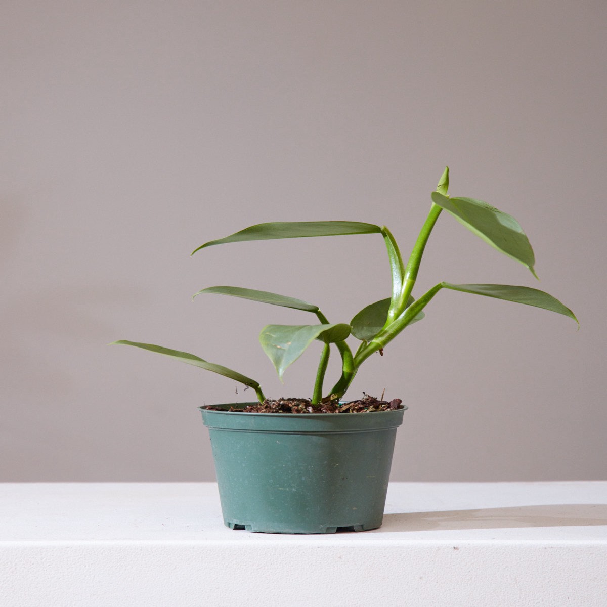 Silver Sword: Philodendron hastatum - 6 inch pot