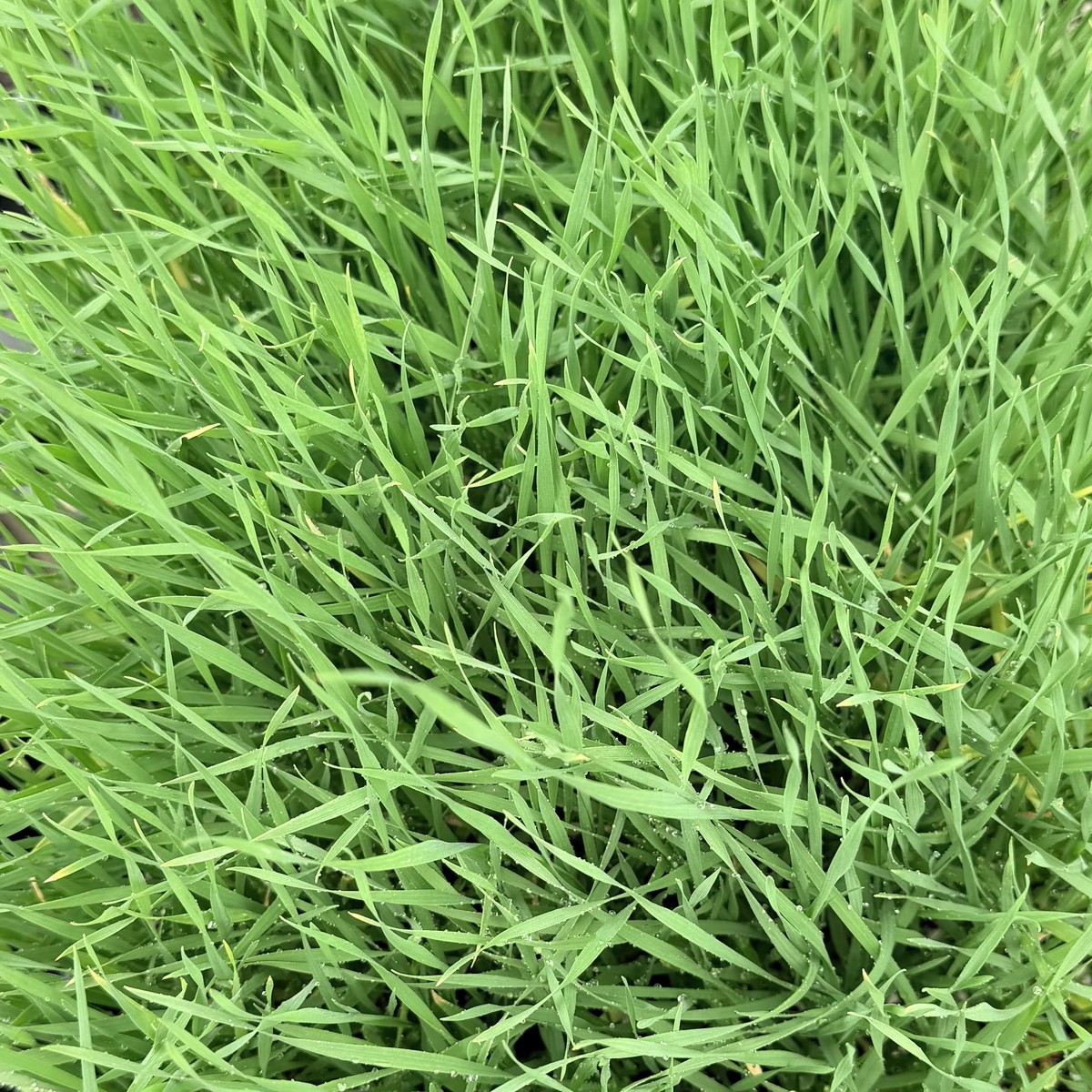 Stenotaphrum secundatum, St. Augustine Grass