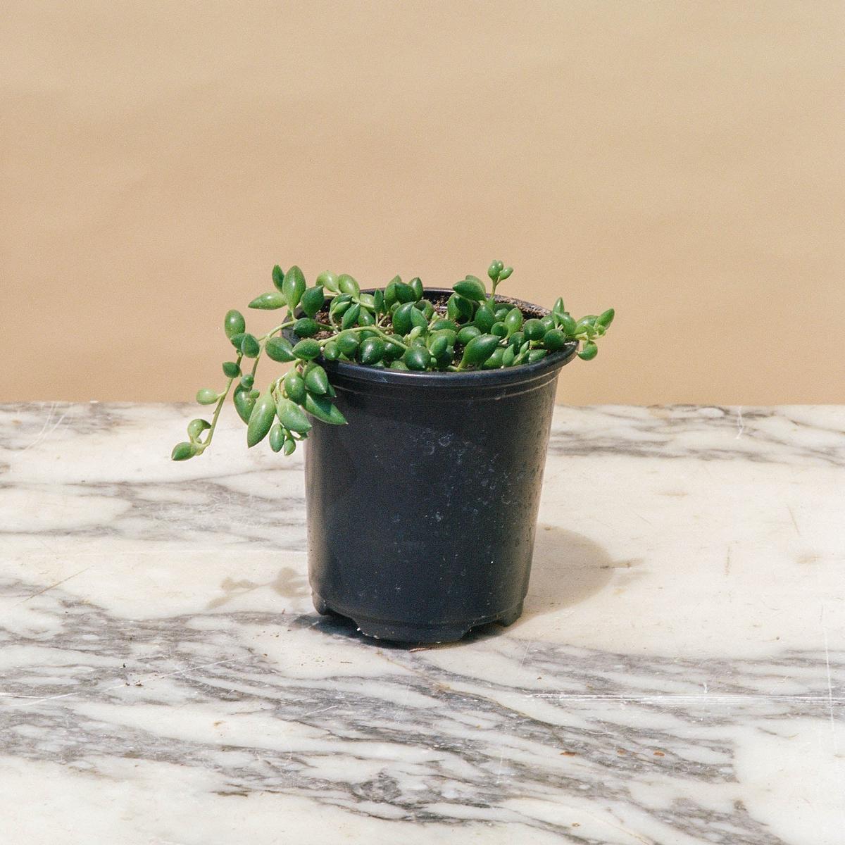 String of Teardrops: Senecio citriformis - 4 inch pot