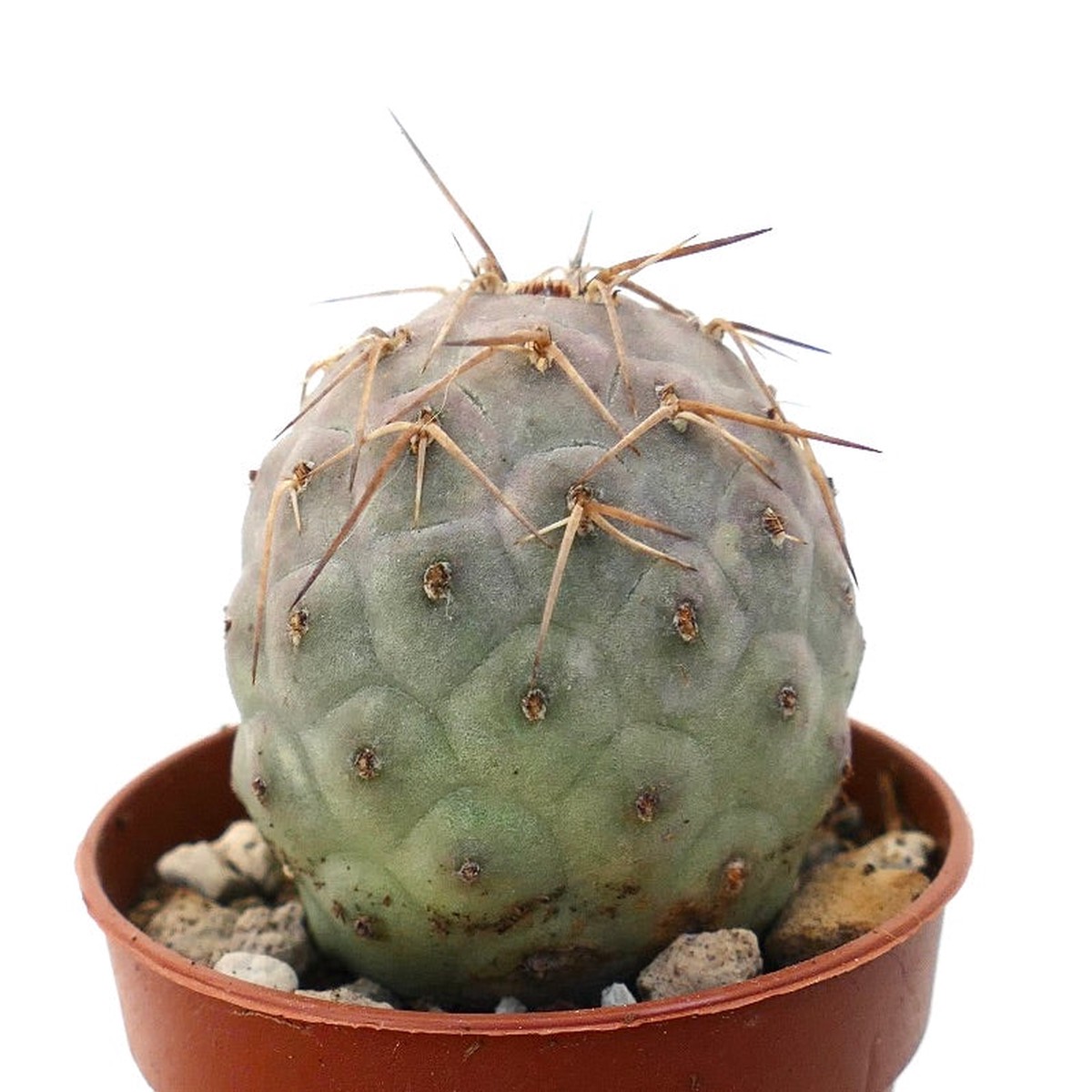 Tephrocactus geometricus BROWN SPINES & PINKISH BODY