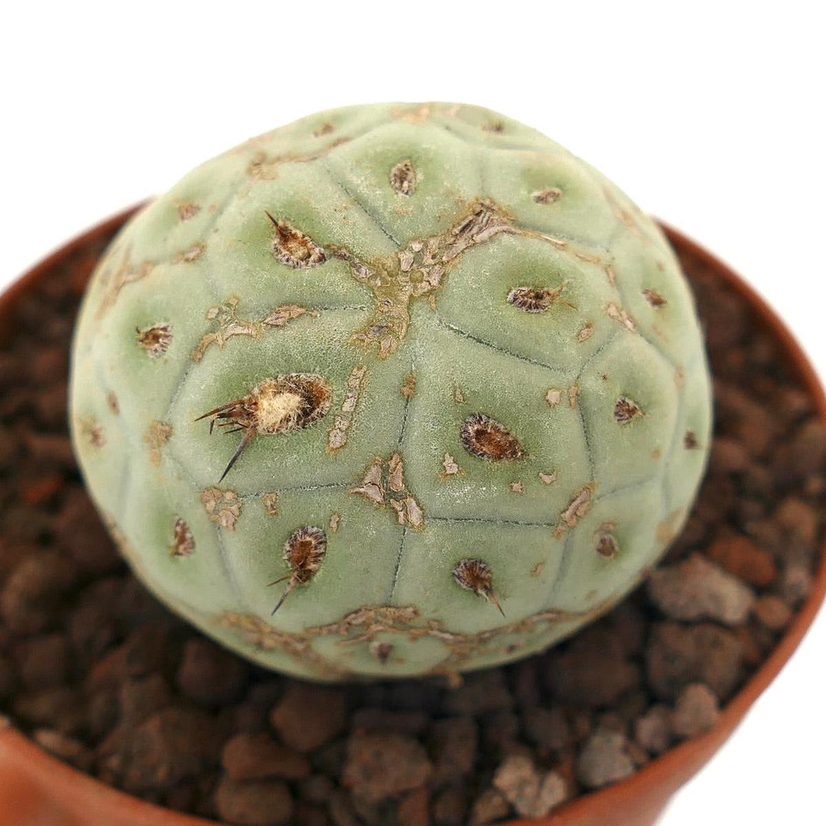 Tephrocactus geometricus SYMMETRICAL MARKS