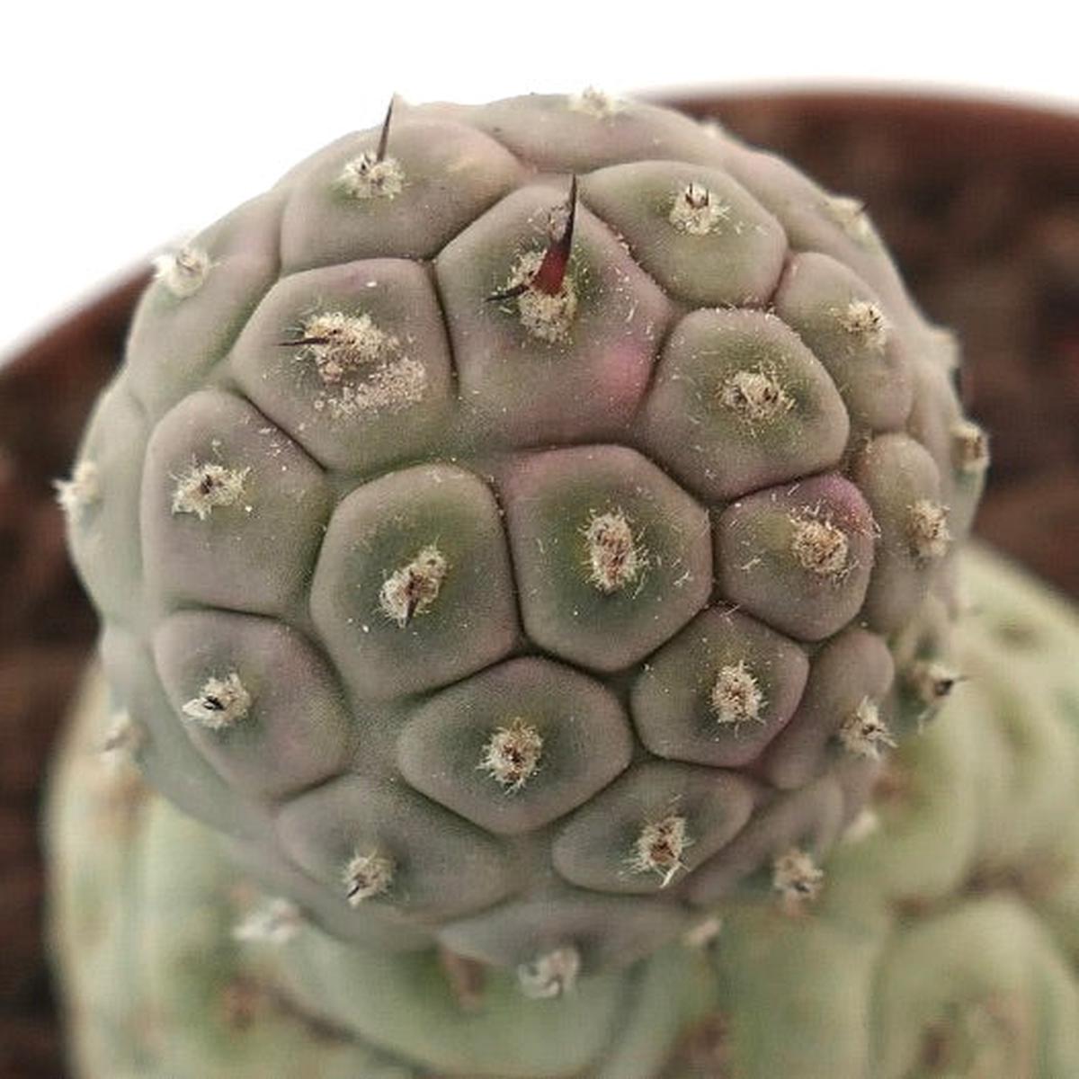 Tephrocactus geometricus TWO BALLS 4B3