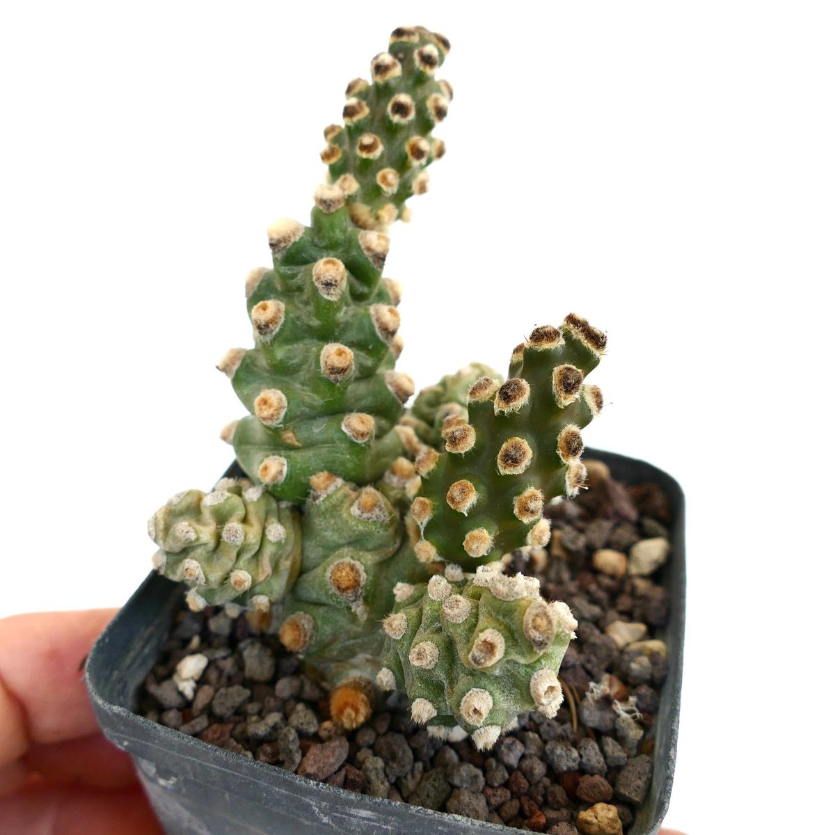 Tephrocactus molinensis