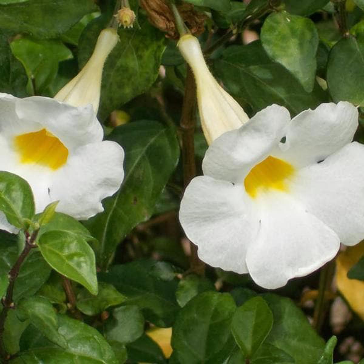 Thunbergia Erecta Alba, Meyenia Erecta Alba - Plant