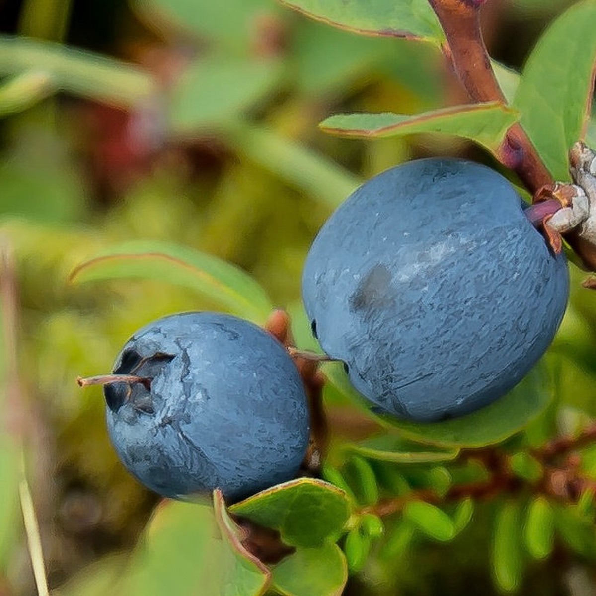 Vaccinium corymbosum