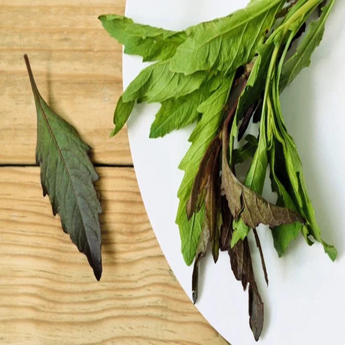 300 EPAZOTE (Mexican Tea) Chenopodium Ambrosioides Dysphania Herb Flower Seeds