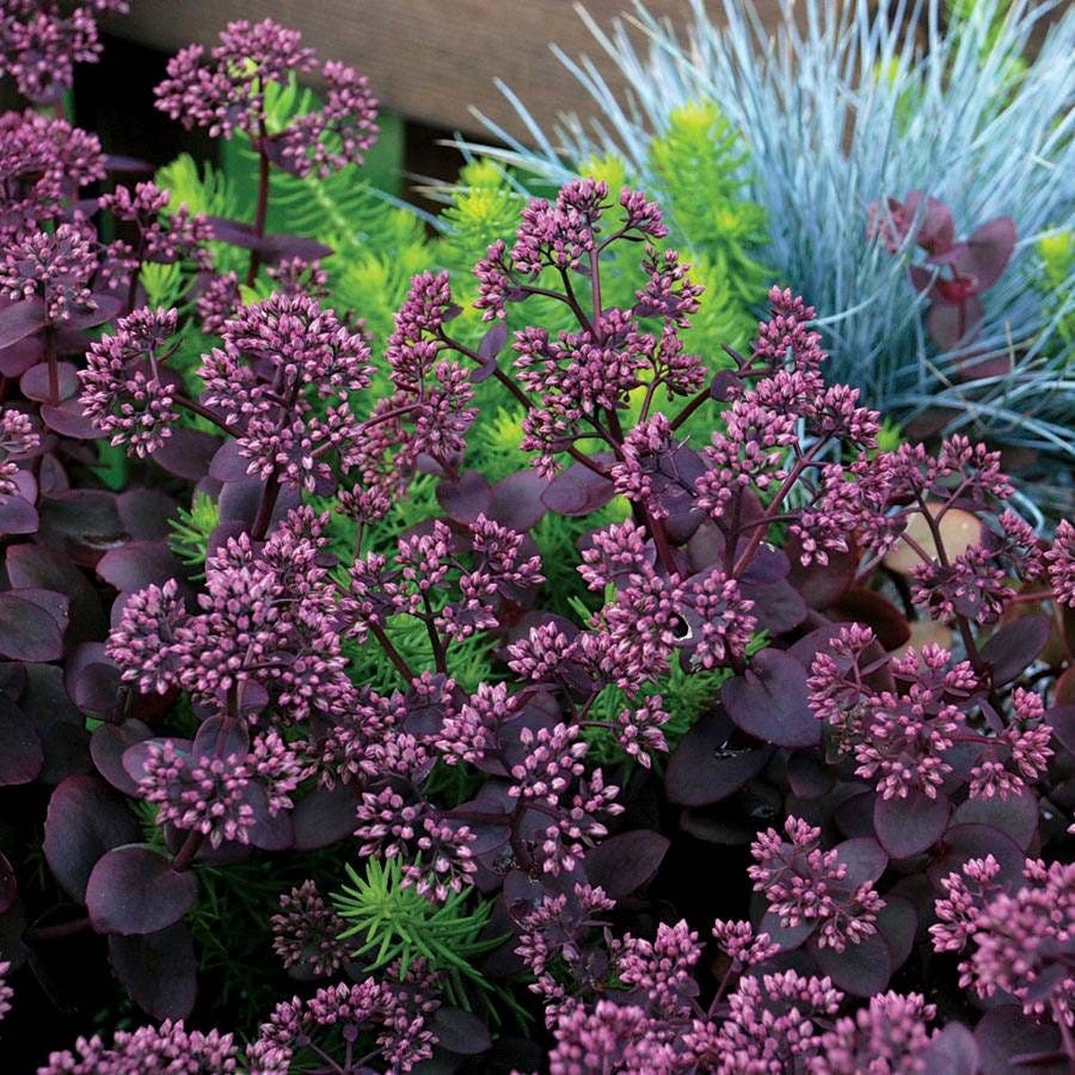 SunSparkler Cherry Tart Sedum