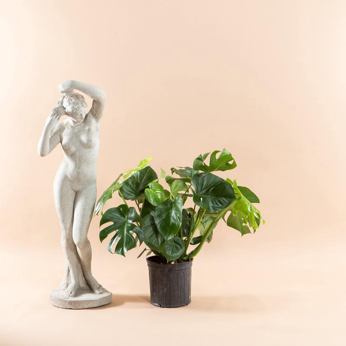 Swiss Cheese Plant: Monstera deliciosa  10 inch pot  2-3 foot tall