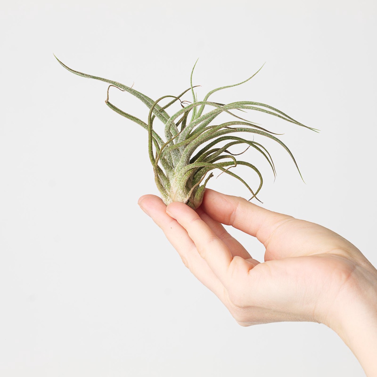 Tillandsia pruinosa