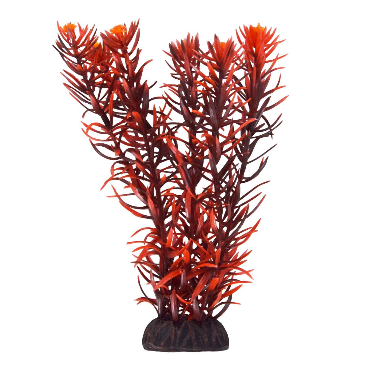 Underwater Treasures Rotala Indica - 8 inch