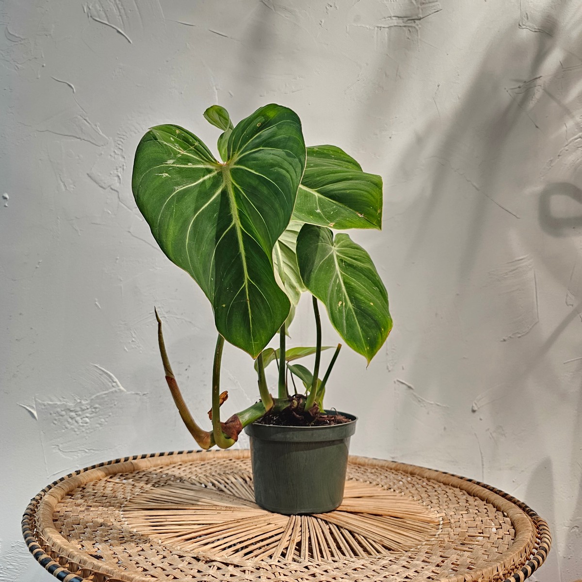 Velvet: Philodendron gloriosum - 6 inch pot