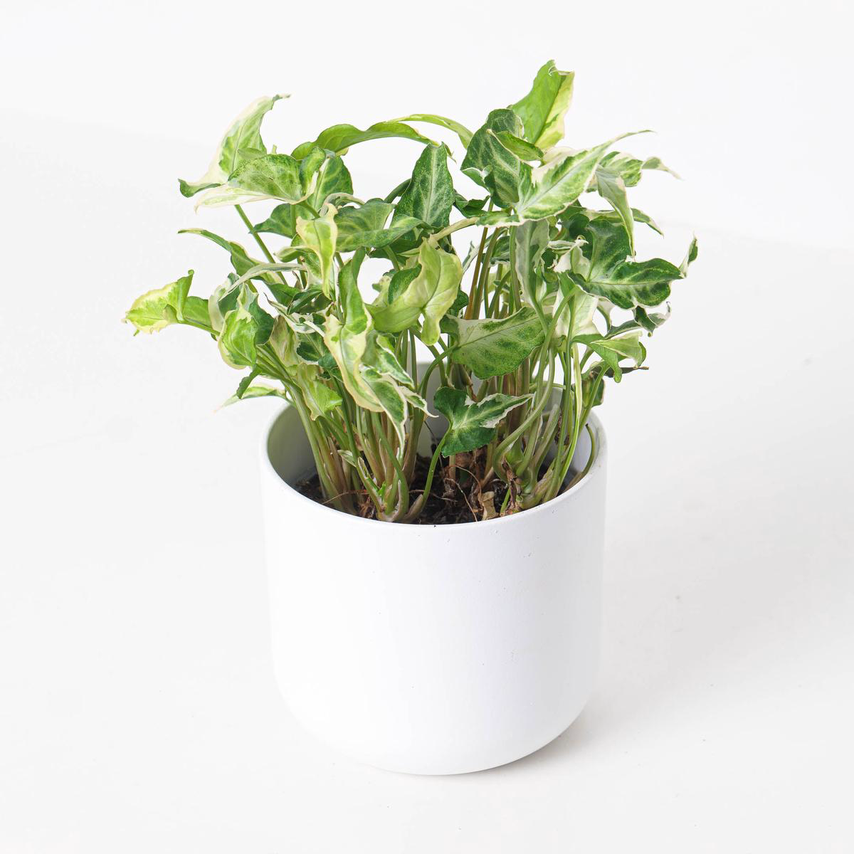 Syngonium Starlite 8211 12cm