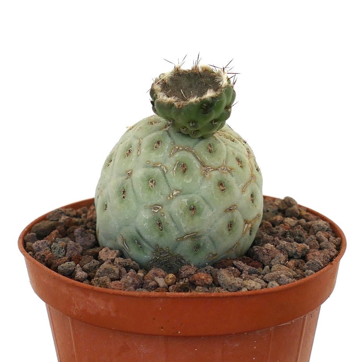 Tephrocactus geometricus JUST FLOWERED CL2