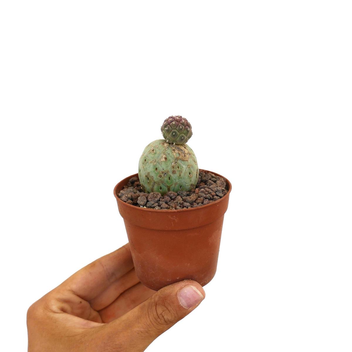 Tephrocactus geometricus TWO BALLS 25LL