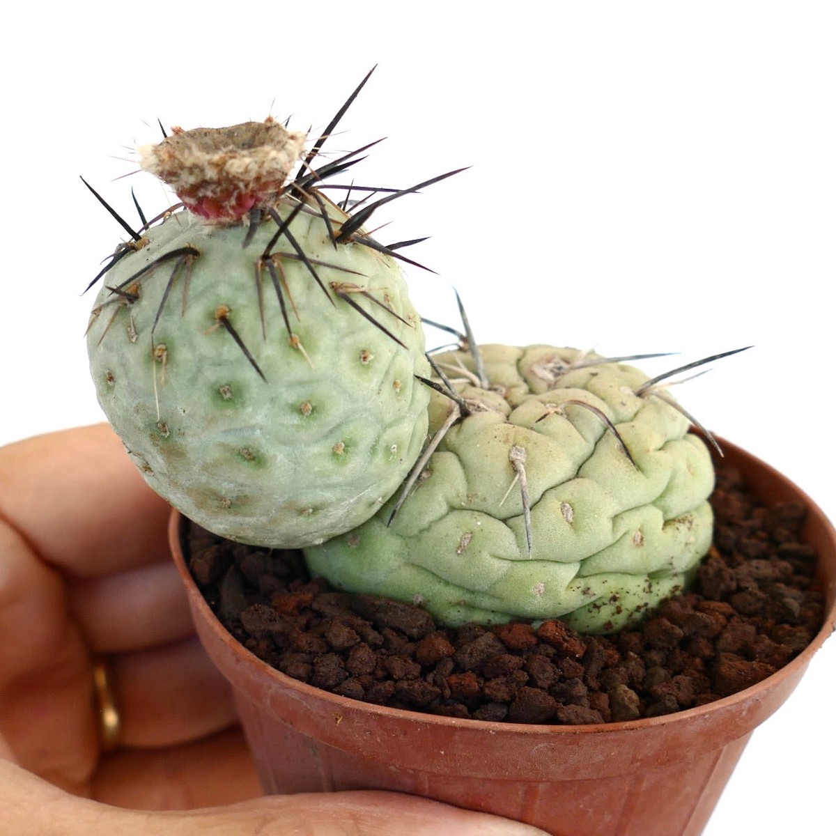 Tephrocactus geometricus TWO BALLS BLACK SPINES