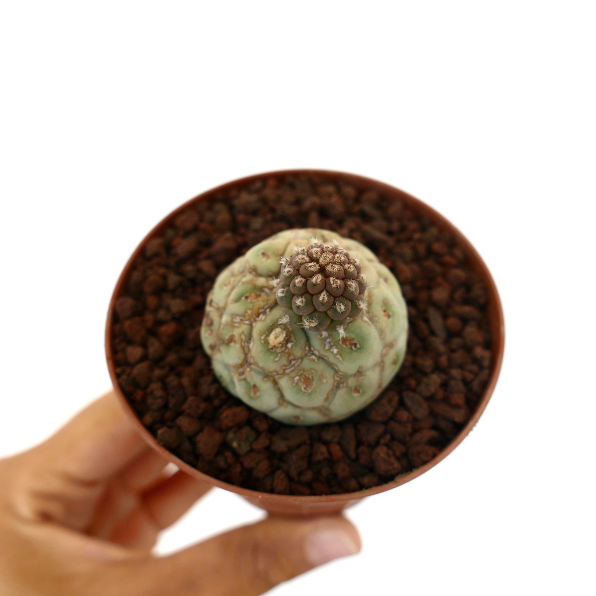Tephrocactus geometricus TWO BALLS Y30