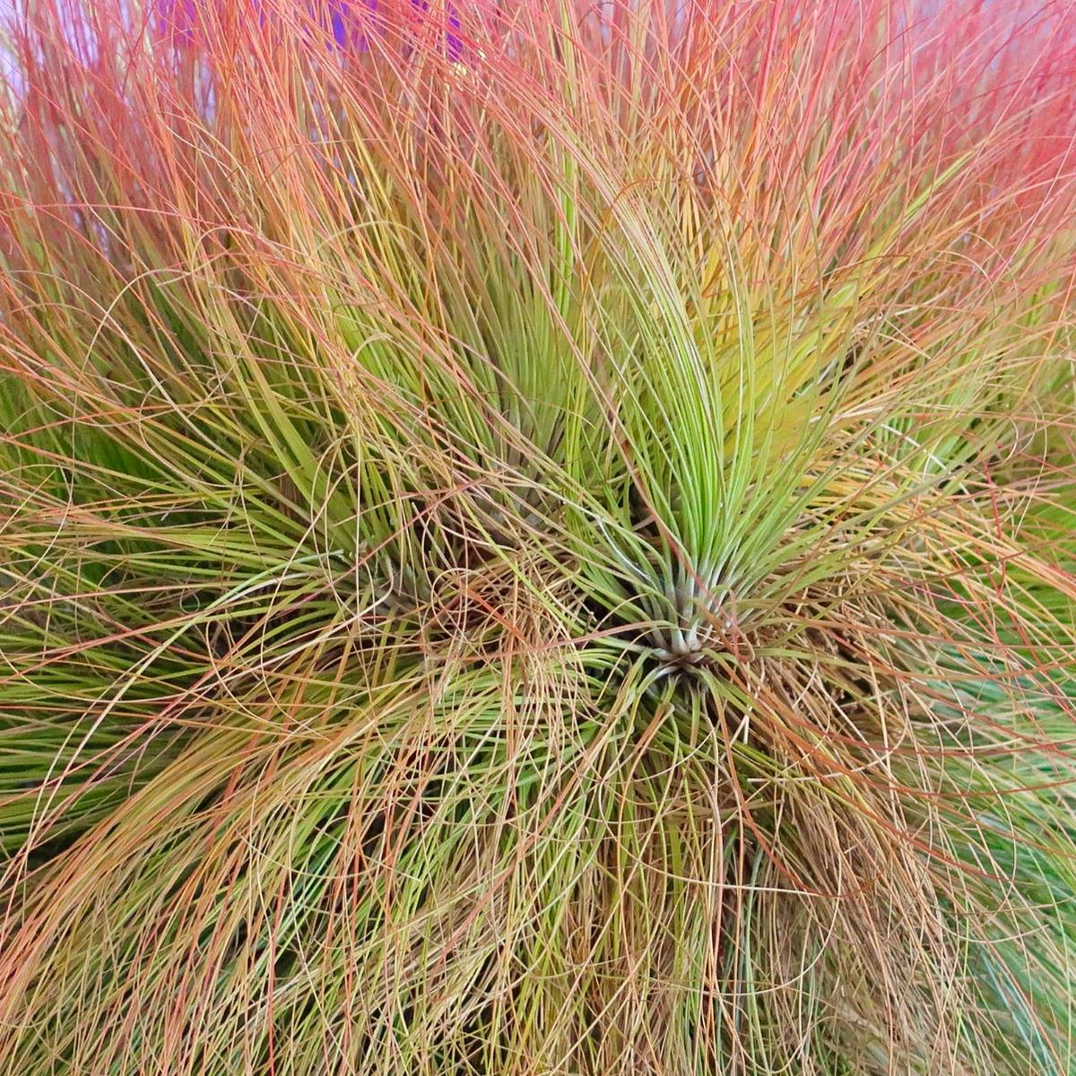 Tillandsia juncea