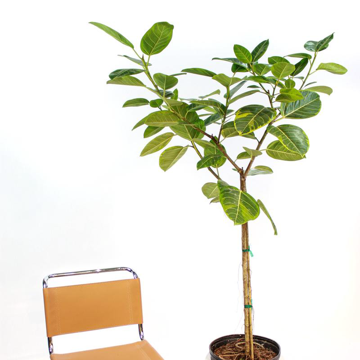 Yellow Gem Fig: Ficus altissima  14 inch pot  6.5-7 foot tall