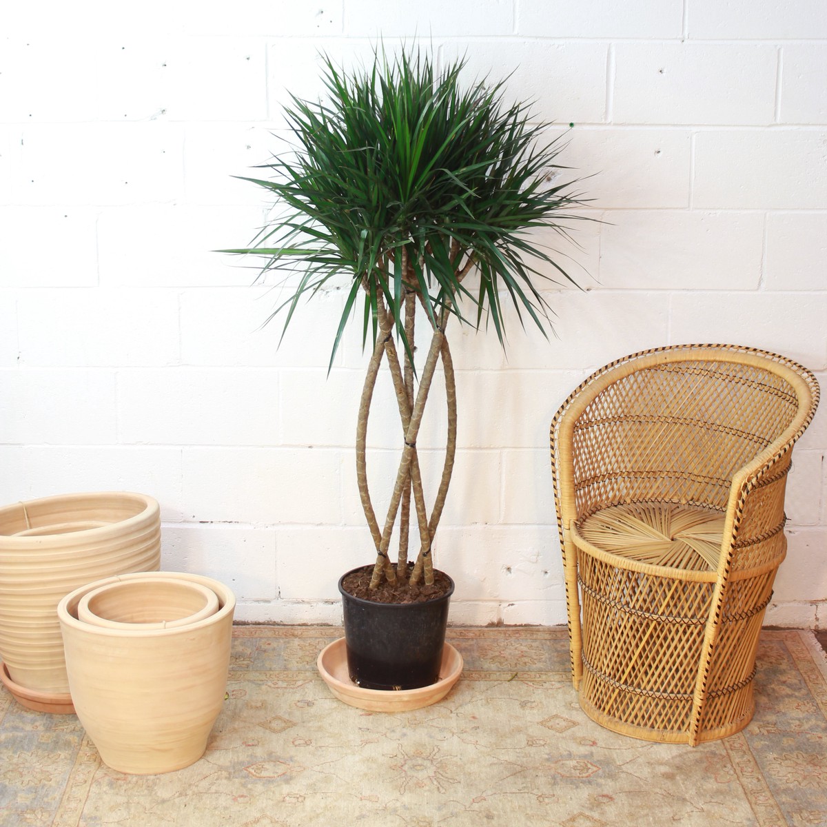 Zulu Weave Dragon Tree: Dracaena marginata - 10 inch pot - 5 foot tall