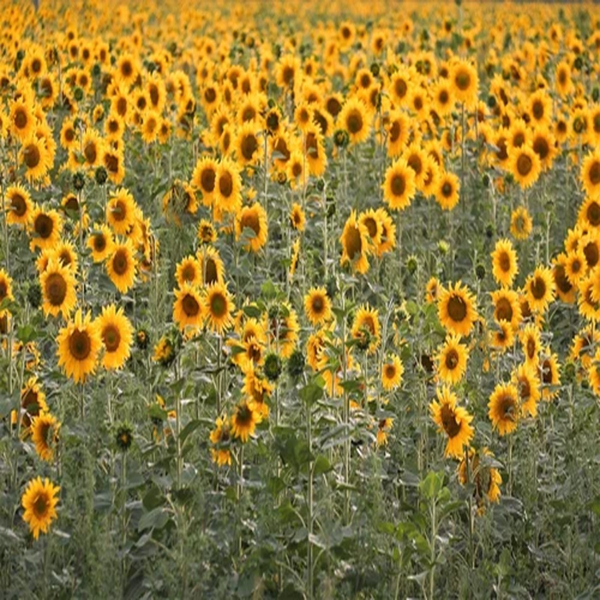 100 PEREDOVIK SUNFLOWER Helianthus Annuus aka Black Peredovik Good Oil / Oilseed