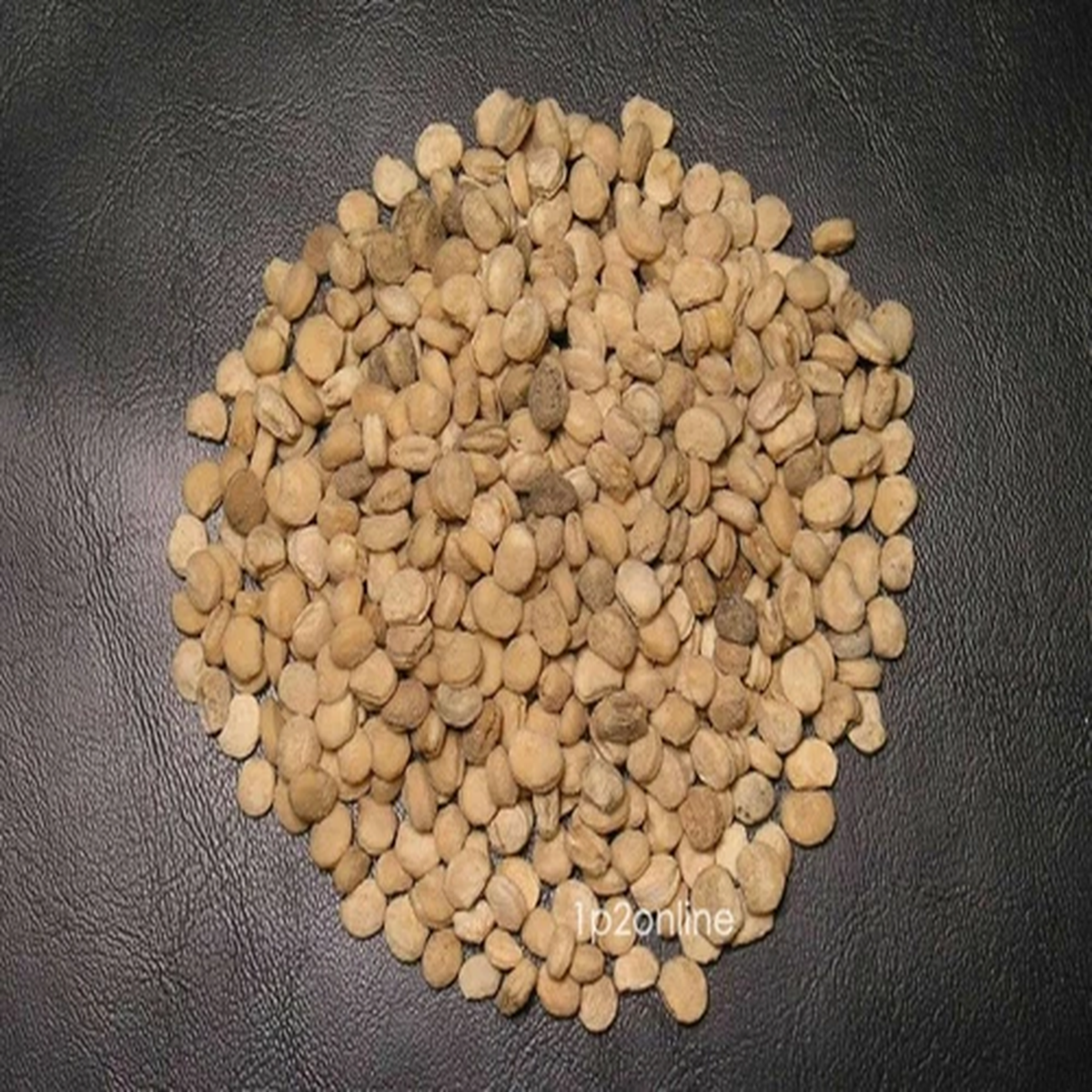 40 Seeds Genuine Korean Panax Ginseng Root Seed Plant Stratified Wild Exotic