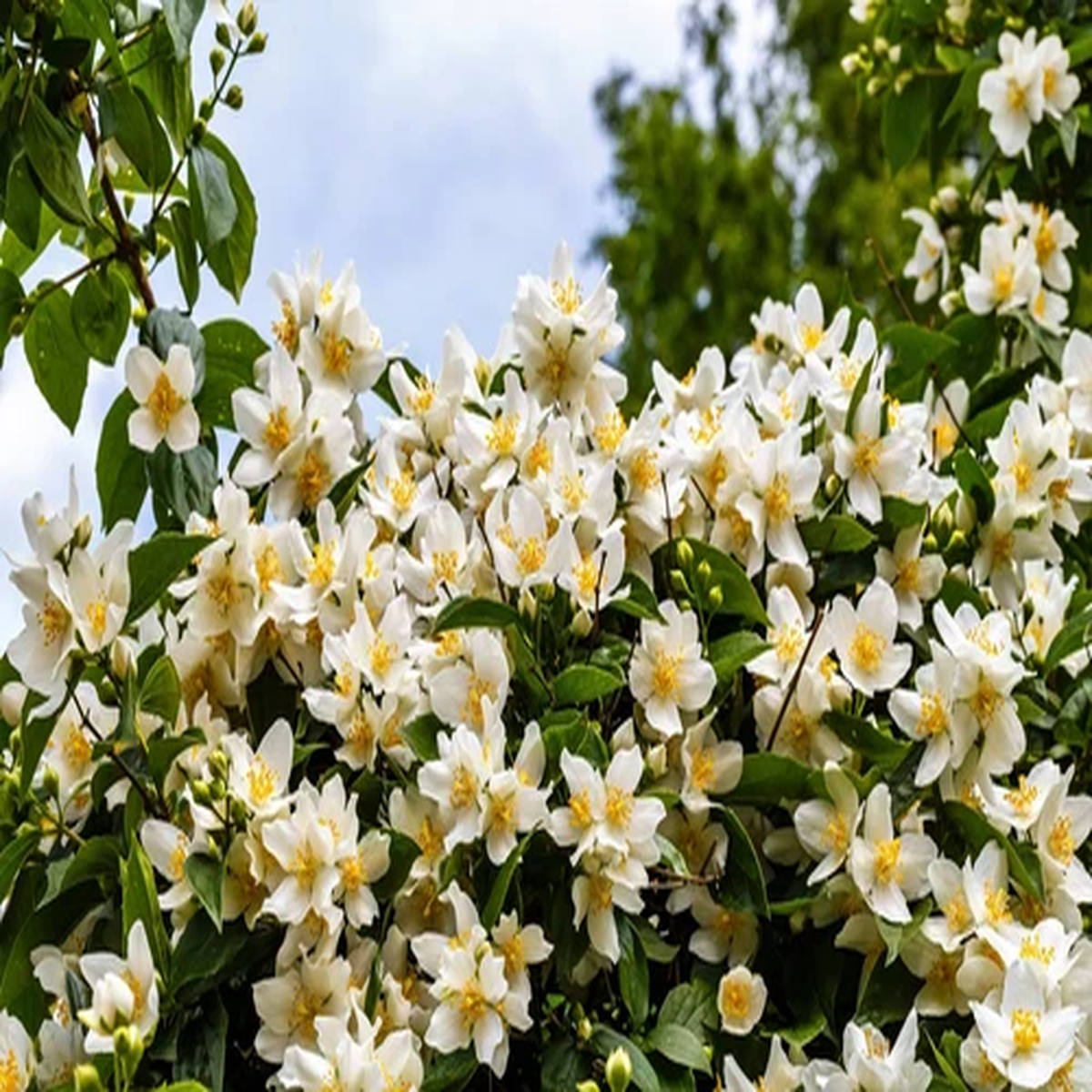 40 WESTERN MOCK ORANGE Philadelphus Lewisii Native White Yellow Flower Shrub See