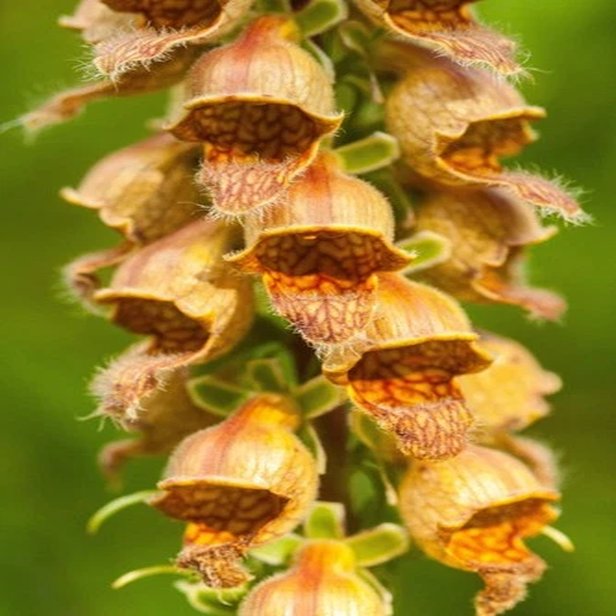 50 RUSTY FOXGLOVE Hummingbird Flower Digitalis Ferruginea Yellow Herald Seeds