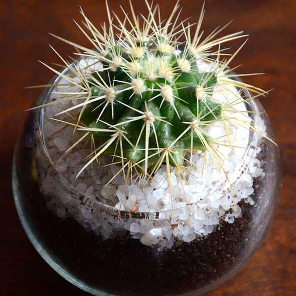 Small cactus spherical bowl (3in Ht) - Default Title