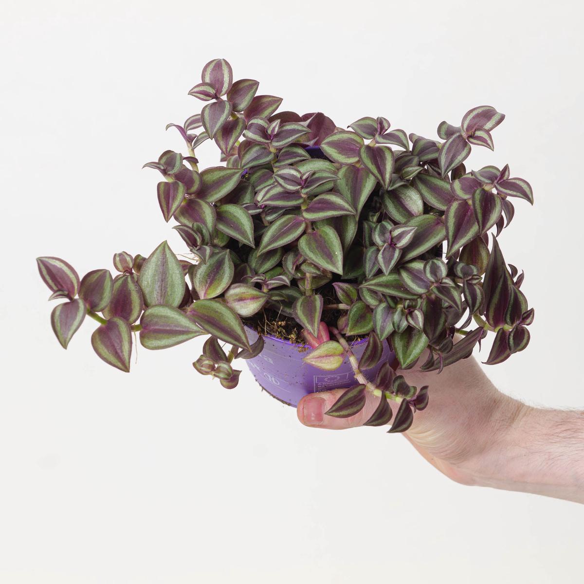 Tradescantia Purple Passion