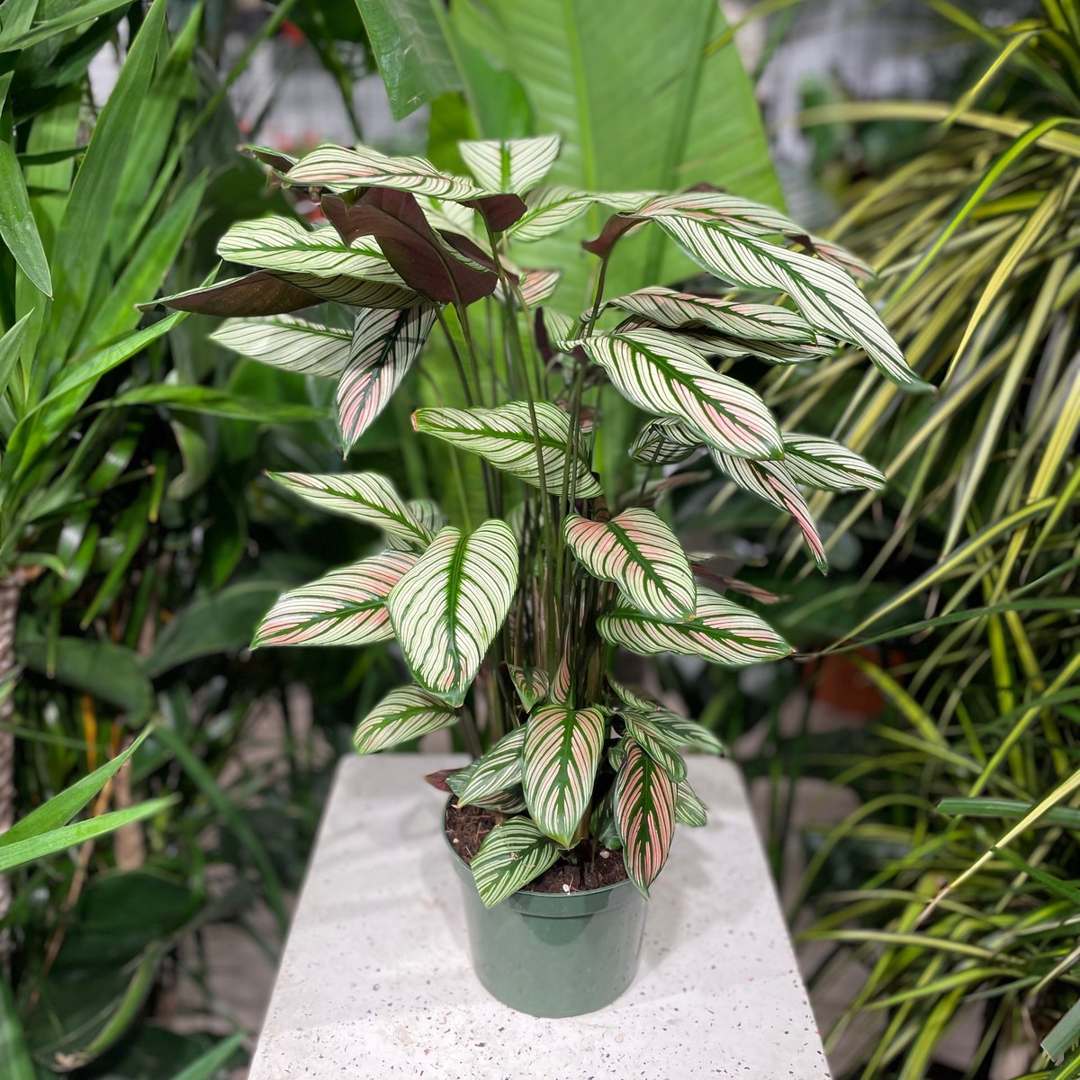 White Star Calathea: Goeppertia majestica - 6 inch pot
