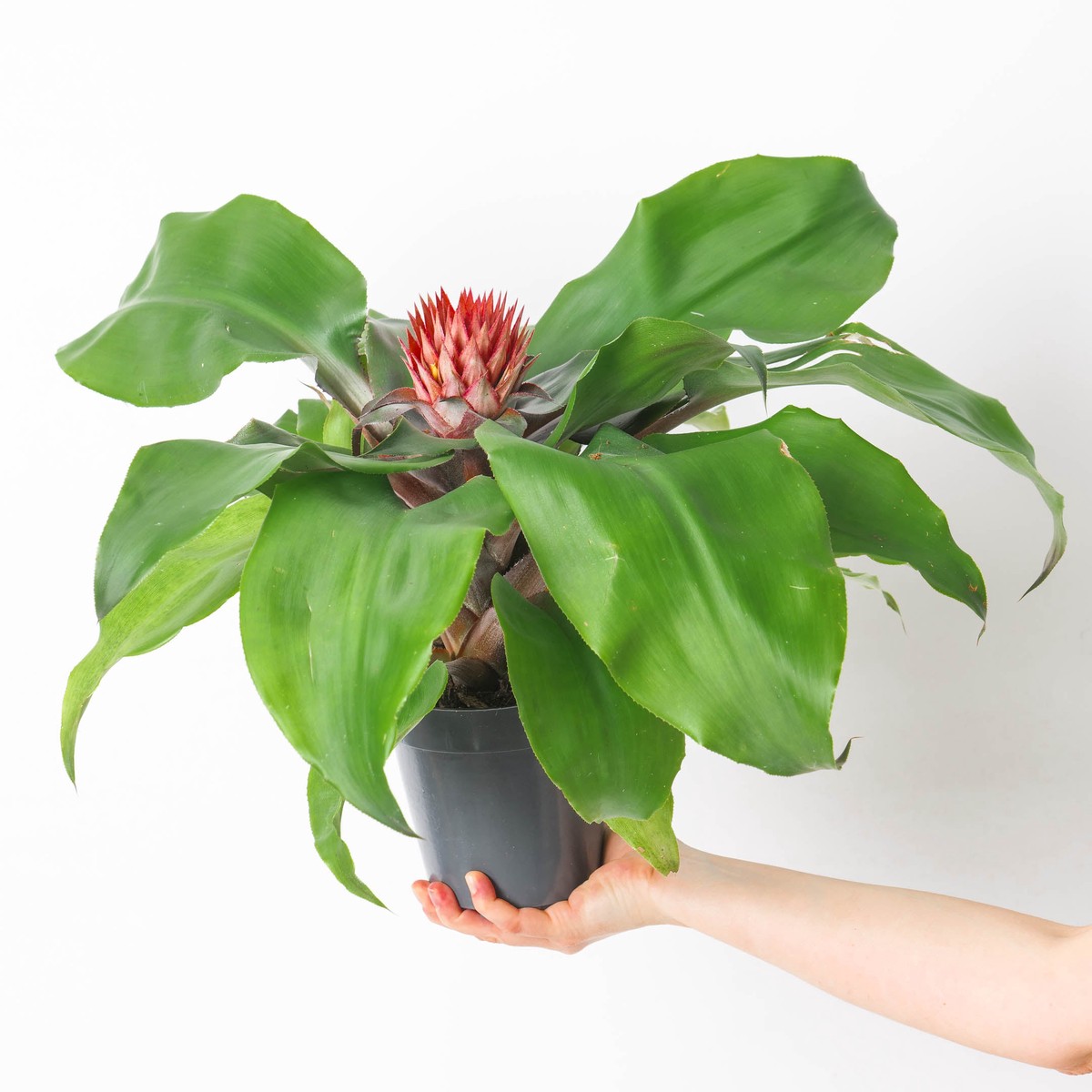 Aechmea tayoensis