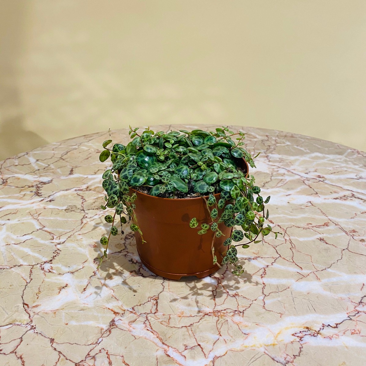 String of Turtles: Peperomia prostrata - 5 inch pot