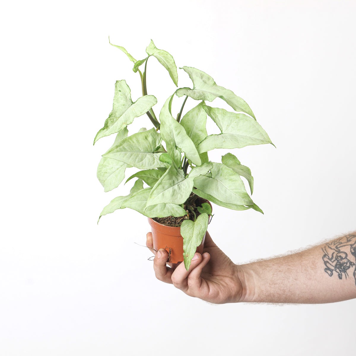 Syngonium 'Ngern Lai Ma'