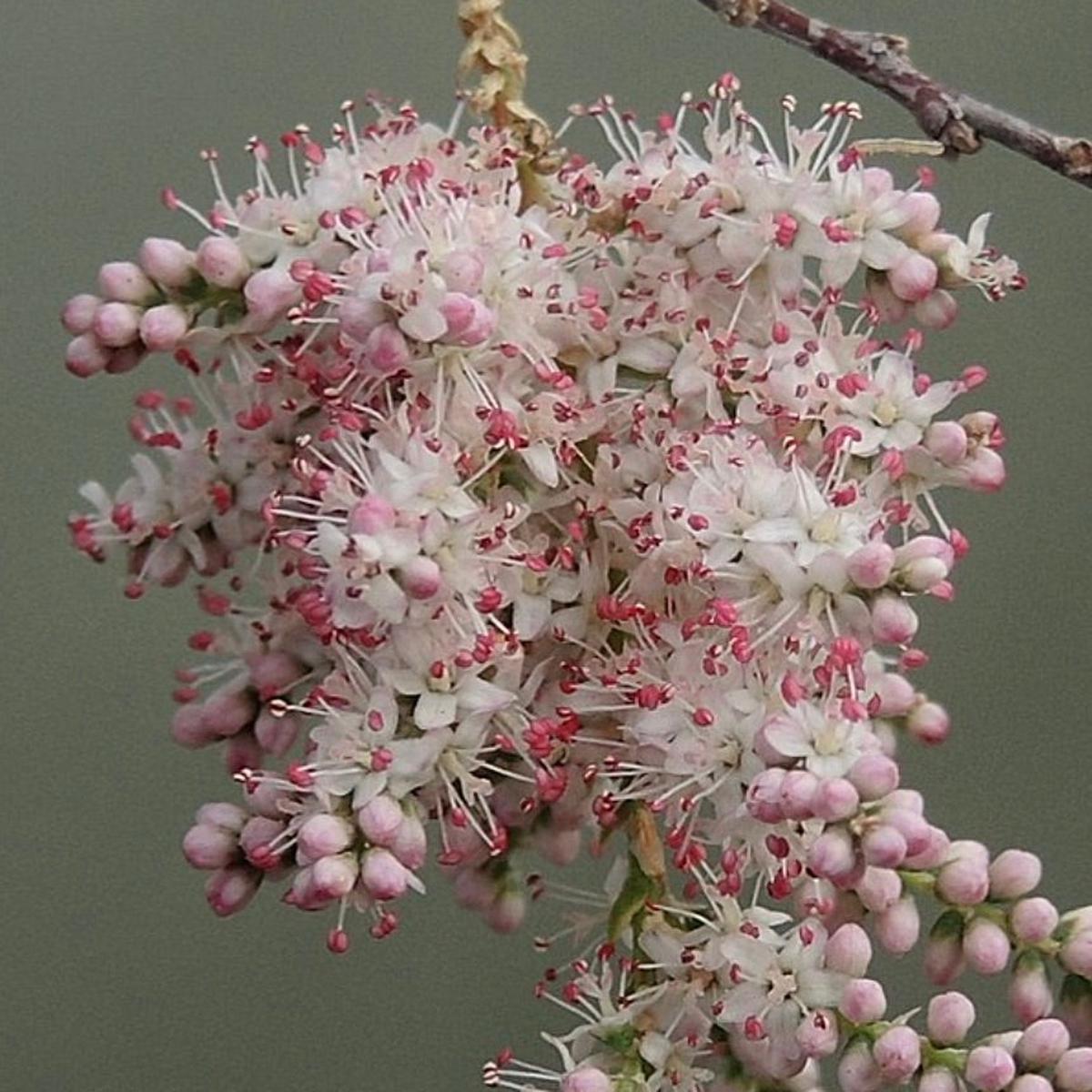 Tamarix africana