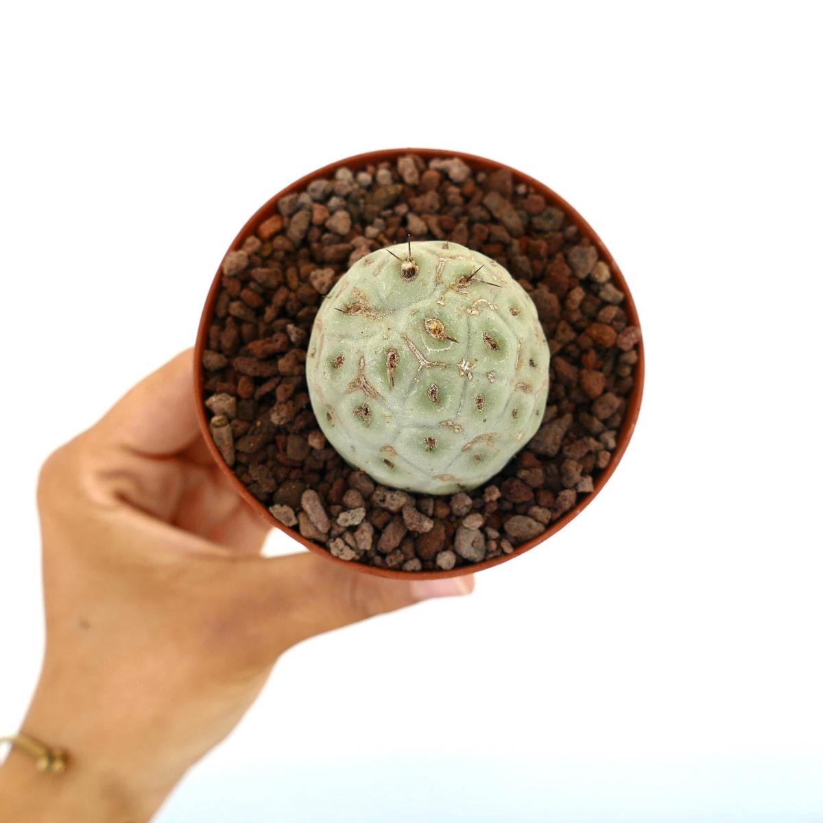 Tephrocactus geometricus ONE BALL 3157K