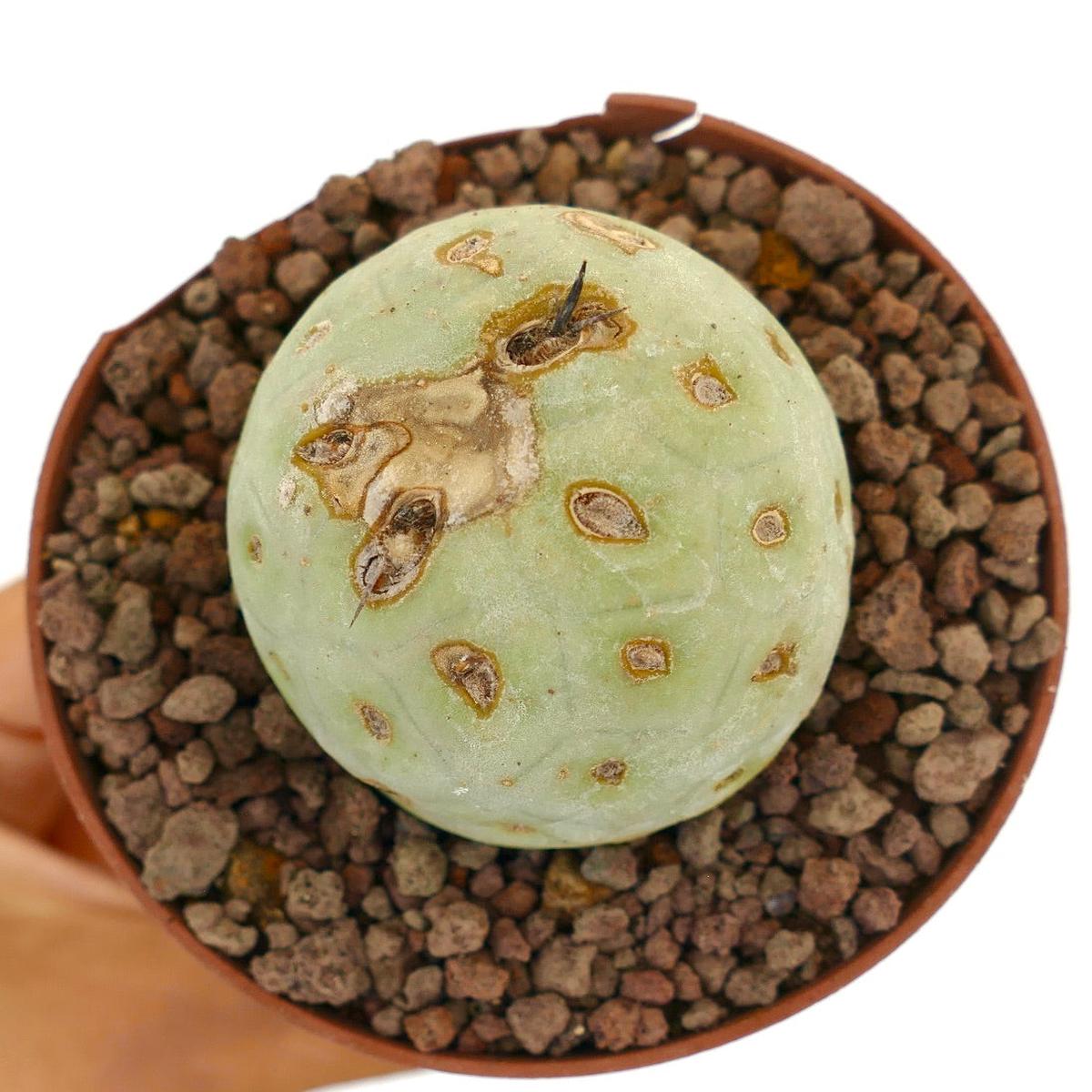 Tephrocactus geometricus ONE BALL WITH BROWN MARKS LH653