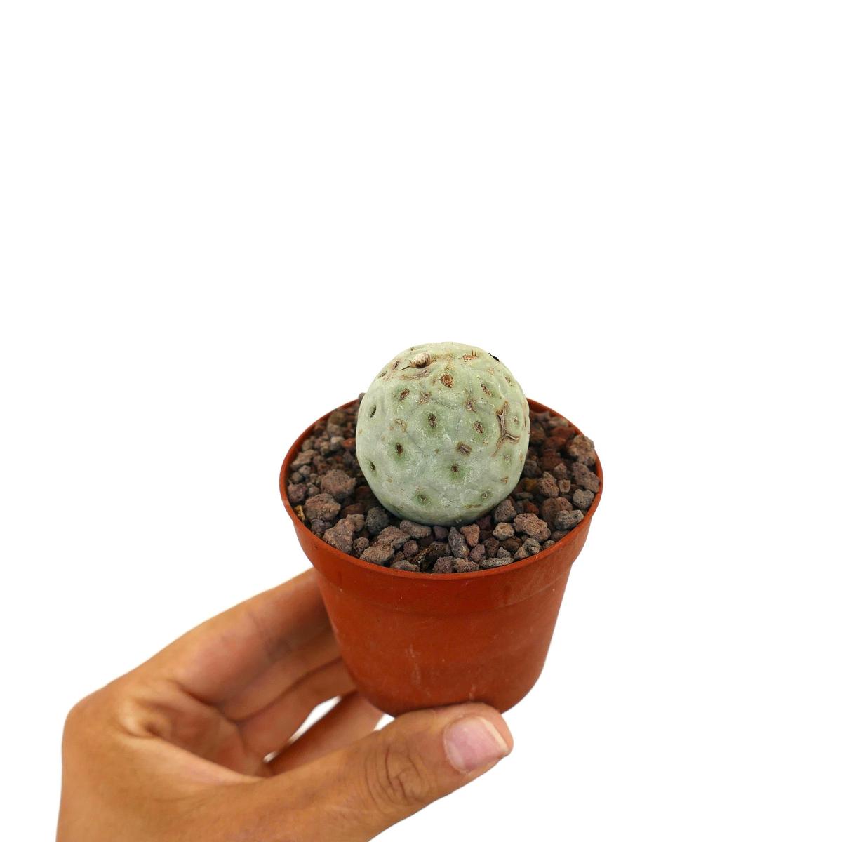 Tephrocactus geometricus ONE BALL X14