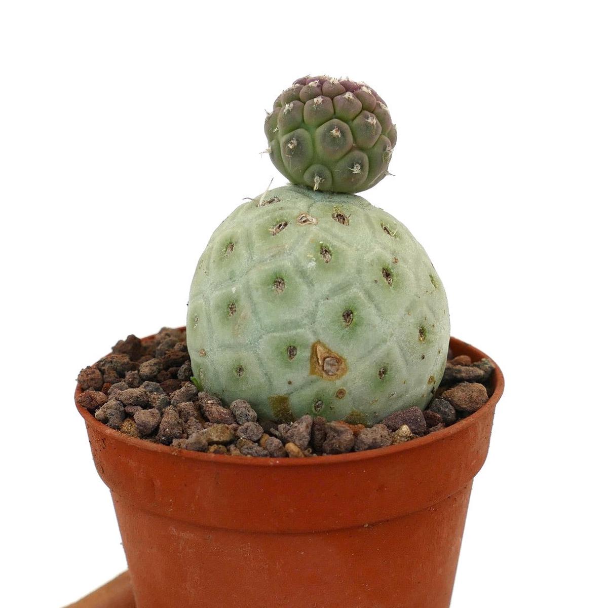 Tephrocactus geometricus TWO BALLS WITH WHITE SPINES 575