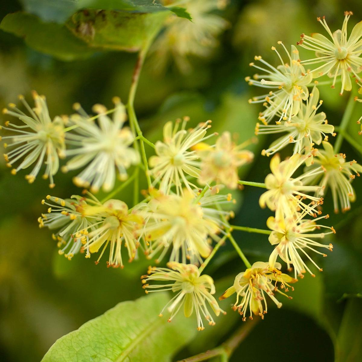 Tilia cordata 60-90cm